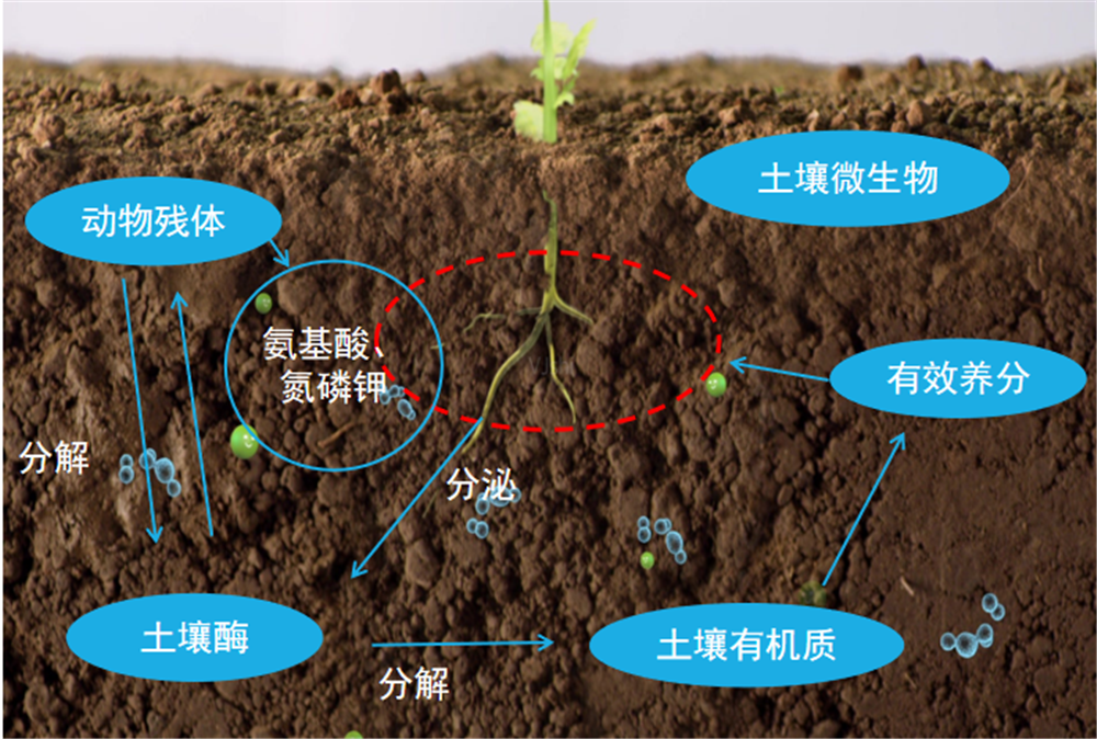 在有机质转化过程,微生物的生命活动至.png 在有机质转化过程,微生物的生命活动至.png
