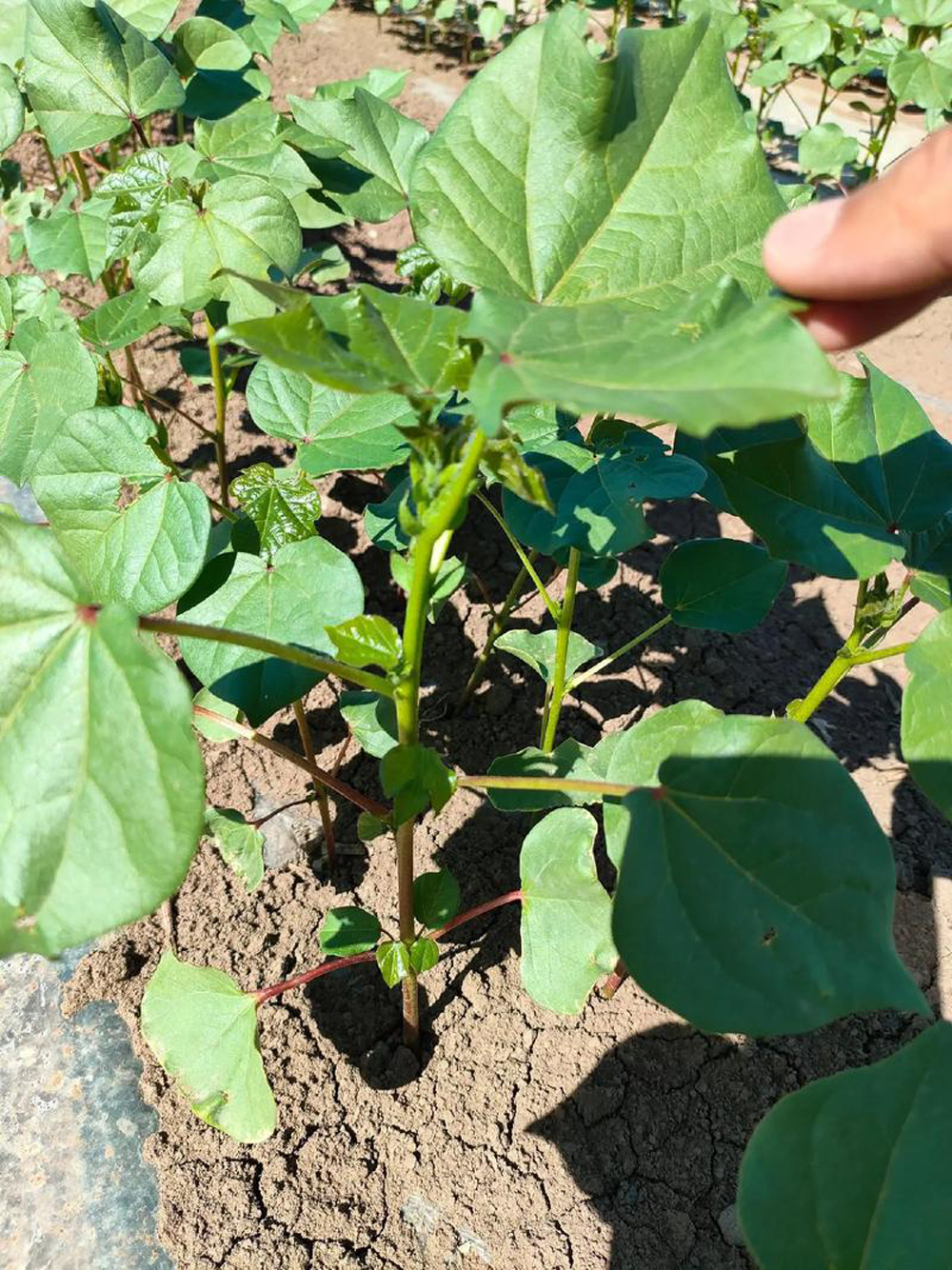 5c254cde642cbb2a7ba630a8acd5a772.jpeg 5c254cde642cbb2a7ba630a8acd5a772.jpeg