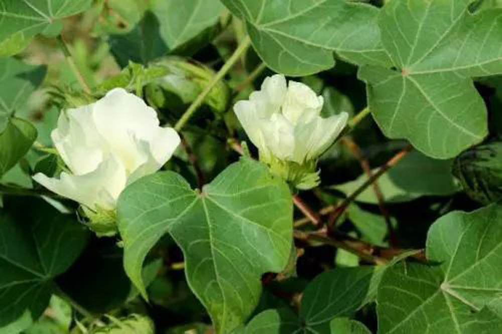 2849853ce5ebec983ddaa1f6644c21c8.jpeg 2849853ce5ebec983ddaa1f6644c21c8.jpeg