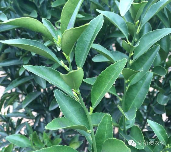 c528b52a480ce2b767363f4736d391e8.jpeg c528b52a480ce2b767363f4736d391e8.jpeg